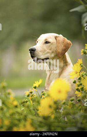 junger Labrador Retriever Stockfoto