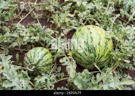 Wassermelonenpflanze mit Früchten, Blättern, Stielen und Blumen in einem Gemüsegarten Stockfoto