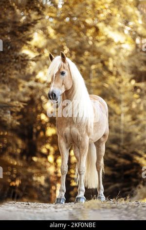 Haflinger Pferd im Herbst Stockfoto