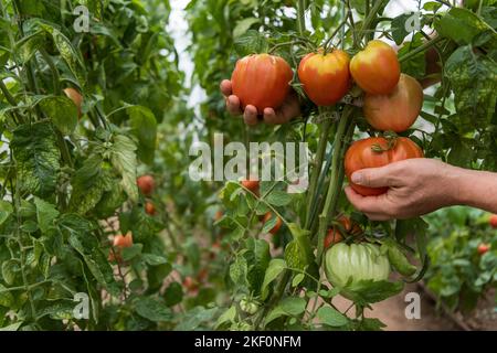 Ein Bauer hält eine reife Tomate in den Händen. Die Tomatenpflanze befindet sich in einem Gewächshaus. Stockfoto