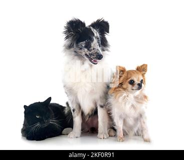 Shetland Sheepdog, chihuahua und Katze vor weißem Hintergrund Stockfoto