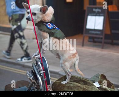 Ein moderner Hund sitzt auf einem roten Roller in Brighton Stockfoto