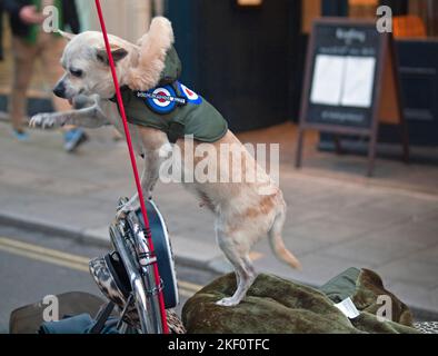 Ein moderner Hund sitzt auf einem roten Roller in Brighton Stockfoto