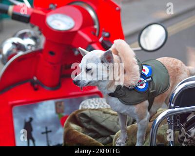 Ein moderner Hund sitzt auf einem roten Roller in Brighton Stockfoto