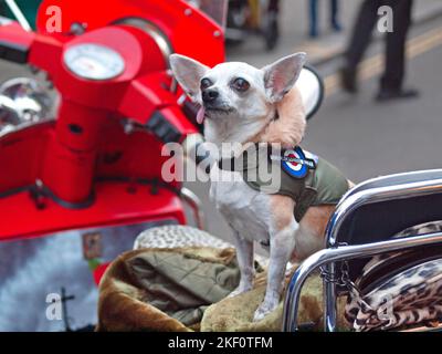 Ein moderner Hund sitzt auf einem roten Roller in Brighton Stockfoto