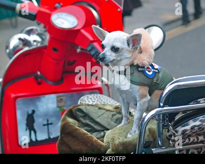 Ein moderner Hund sitzt auf einem roten Roller in Brighton Stockfoto