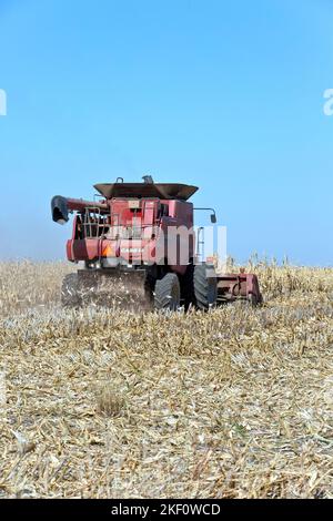 Case IH 7088 Combine, Farmer erntet reifen Mais „Zea mays“, Getreideaufsatz, Kansas. Stockfoto