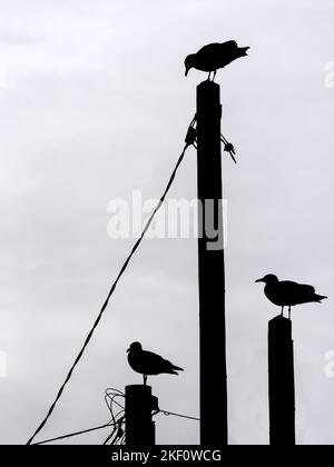 Hering Gull Larus argentatus bei Sonnenuntergang thront auf Strommasten Stockfoto