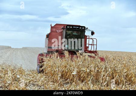 Combine Case International 1680, Farmer erntet reife Maisernte „Zea Mays“, Getreidevorsatz, bewölktem Himmel, Kansas. Stockfoto