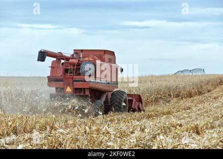 Combine Case International 1680, Ernte von reifen Maispflanzen „Zea Mays“, Getreidevorsatz, Schwenkradellinie Bewässerung, bewölktem Himmel, Kansas. Stockfoto