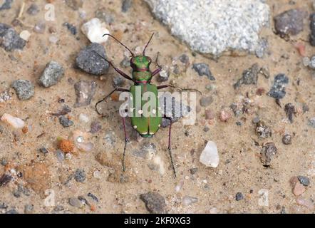 Green Tiger Beetle Stockfoto