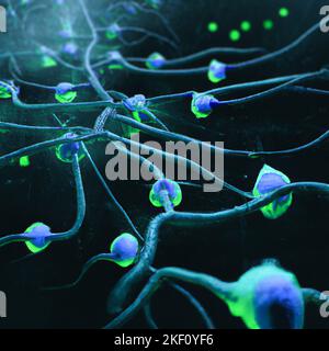 Synaptische Übertragung ist der Prozess, durch den ein Neuron mit einem anderen kommuniziert. Information, Axon und elektrischer Impuls. Verbindung, Neuron Stockfoto