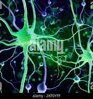 Synaptische Übertragung ist der Prozess, durch den ein Neuron mit einem anderen kommuniziert. Information, Axon und elektrischer Impuls. Verbindung, Neuron Stockfoto