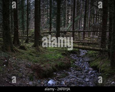 Brennen oder Strom durch alte Sturmschäden im Wald bei Balliemeanoch am Fluss Cur laufen. In Der Nähe Von Strachur. Argyll und Bute. Schottland Stockfoto