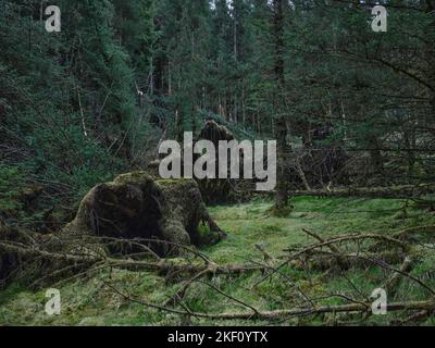 Alter Sturmschaden, der freiliegende Wurzelsysteme im Strachur-Wald von Balliemeanoch zeigt. Strachur. Argyll und Bute. Schottland Stockfoto