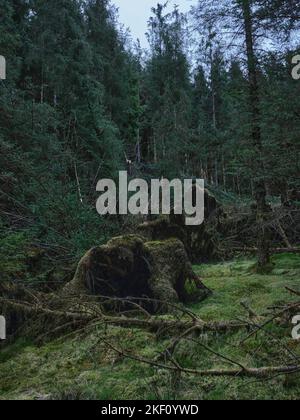 Alter Sturmschaden, der freiliegende Wurzelsysteme im Strachur-Wald von Balliemeanoch zeigt. Strachur. Argyll und Bute. Schottland Stockfoto