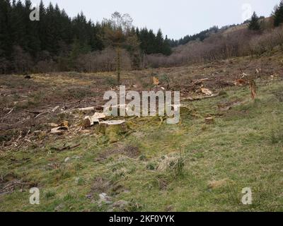 Ein Gebiet im Strachur-Wald, in dem Baumstümpfe nach der Holzernte zu sehen sind Stockfoto