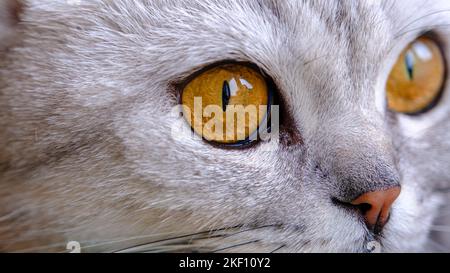 Nahaufnahme eines orangefarbenen Katzenauges. Eine graue Katze schaut aus dem Fenster. Stockfoto