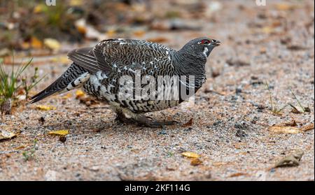 Männliches Fichtenhuhn (Canachites canadensis), das auf Sandkörner pickt Stockfoto