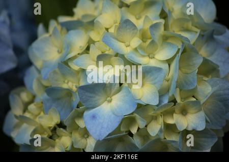 Eine Nahaufnahme von schönen hellblauen und gelben Hortensien Stockfoto