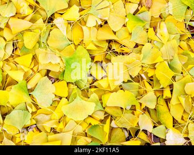 Ginkgo Blätter auf dem Boden im Herbst. Stockfoto