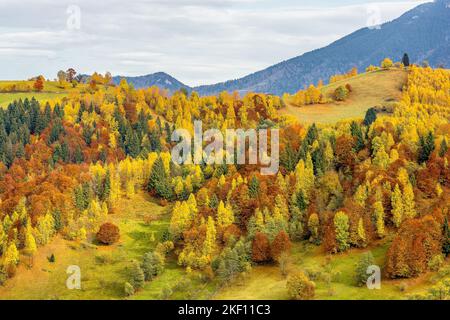 Landschaftlich reizvoller Blick auf den herbstlichen Wald am Berg in den Siebenbürgischen Alpen in Rumänien Stockfoto