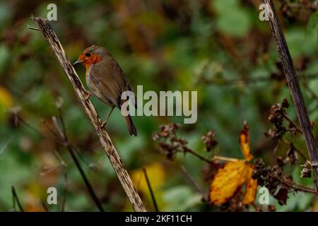 Robin Redbreast thronte auf einem toten Zweig Stockfoto