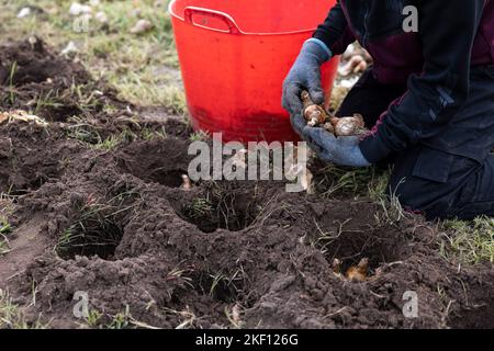 Fulda, Deutschland. 15.. November 2022. Zwiebeln werden von einem Arbeiter auf dem Gelände der State Garden Show gepflanzt. Am Dienstag wurde das Programm der Landesgartenschau 2023 in Fulda vorgestellt. Quelle: Hannes P. Albert/dpa/Alamy Live News Stockfoto