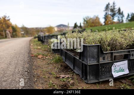 Fulda, Deutschland. 15.. November 2022. Auf dem Gelände der kommenden State Garden Show steht eine Pflanzenkaste mit der Aufschrift „Fulda“ am Werk. Am Dienstag wird das Programm der Landesgartenschau 2023 in Fulda vorgestellt. Quelle: Hannes P. Albert/dpa/Alamy Live News Stockfoto