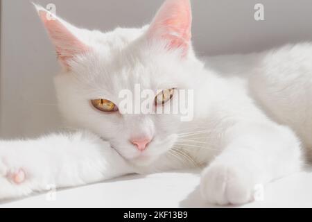 Porträt einer reinrassigen weißen Katze mit gelben Augen. Japanische Bobtail Katze liegt auf weißer Oberfläche und schaut direkt in die Kamera. Stockfoto