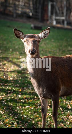 Eine Nahaufnahme eines Rothirsches im Zoo, eine vertikale Aufnahme Stockfoto