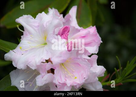 Schöne blassrosa Rhododendronblüten. Der Kern der Blüten hat ein zartes, getupftes gelbes Muster, die Federduster sind weiß. Stockfoto