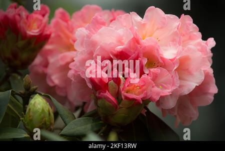 Schöne rosa weiße Rhododendronblüten. Der Kern der Blüten hat ein zartes, getupftes gelbes Muster. Stockfoto