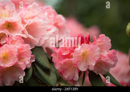 Schöne rosa weiße Rhododendronblüten. Der Kern der Blüten hat ein zartes, getupftes gelbes Muster. Stockfoto