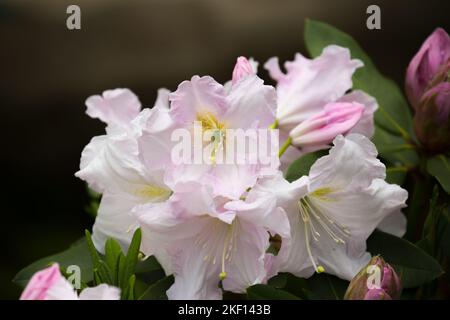 Schöne blassrosa Rhododendronblüten. Der Kern der Blüten hat ein zartes, getupftes gelbes Muster, die Federduster sind weiß. Stockfoto