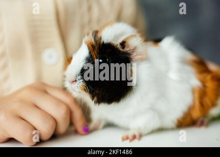 Trichromatisch schönes Meerschweinchen sitzen auf dem Tisch Nahaufnahme, selektiver Fokus. Body von Mädchen in gelben Pullover auf dem Hintergrund verschwommen. Kind spielt mit pelzigen Kavys Stockfoto