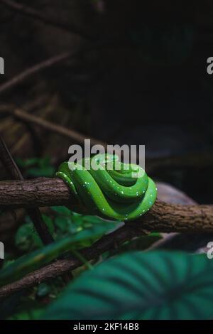 Eine vertikale Aufnahme einer Grünbaumpython (Morelia viridis), die auf einem Zweig in einem Zookäfig ruht Stockfoto