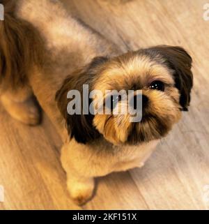 Foto Shih tzu Hunderasse Draufsicht Stockfoto