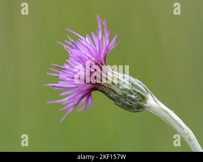 Marsh Thistle, Cirsium palustre, Nahaufnahme der Blume. Norfolk Juni Stockfoto