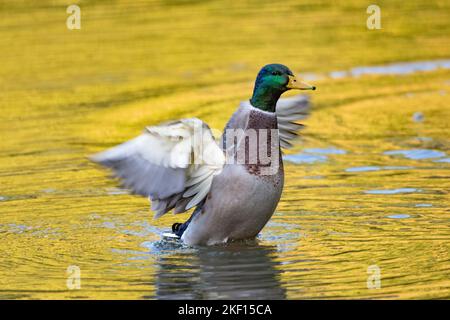Mallarder Rüde, der Flügel flatternd Stockfoto