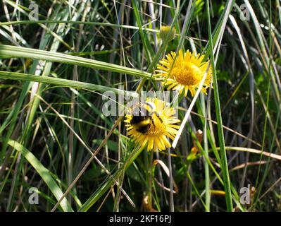 Hummel auf gelbem Löwenzahn Stockfoto