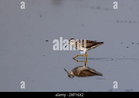 Bruchwasserläufer Stockfoto