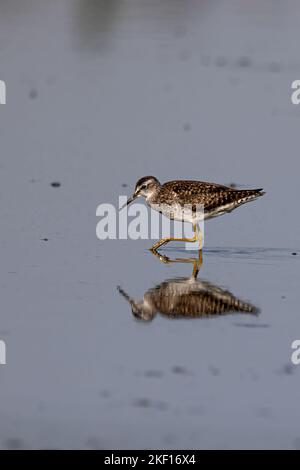 Bruchwasserläufer Stockfoto