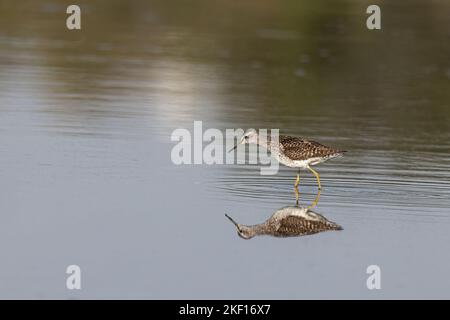 Bruchwasserläufer Stockfoto