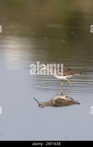 Bruchwasserläufer Stockfoto