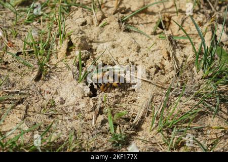 Natürliche Nahaufnahme einer weiblichen Pantaloon-Biene, Dasypoda hirtipes, die ihr Nest verlässt Stockfoto