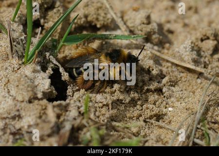 Natürliche Nahaufnahme einer weiblichen Pantaloon-Biene, Dasypoda hirtipes, die ihr Nest verlässt Stockfoto