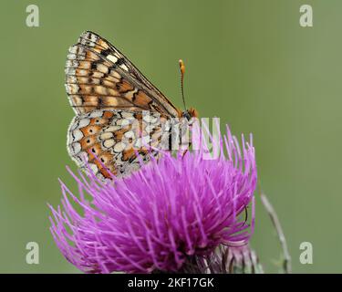 Marsh Fritillary Schmetterling (Efydryas aurinia) thront auf der Blume der Karsttaube. Tipperary, Irland Stockfoto