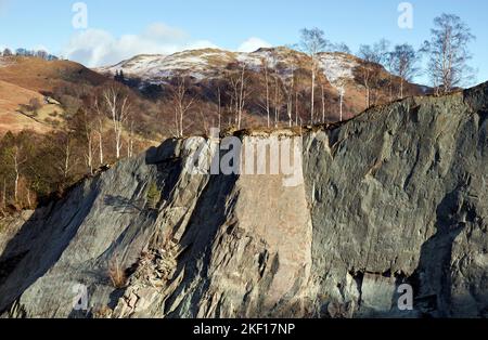 Birken wachsen auf dem Schiefersteinbruch am östlichen Ende des Great Langdale Valley im Winter Lake District National Park Cumbria England United K Stockfoto