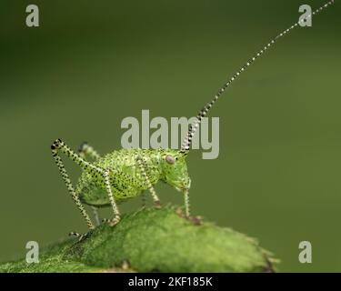 Gesprenkelte Bush-Cricket-Nymphe (Leptophyes punctatissima), die auf Pflanzenblättern ruht. Tipperary, Irland Stockfoto